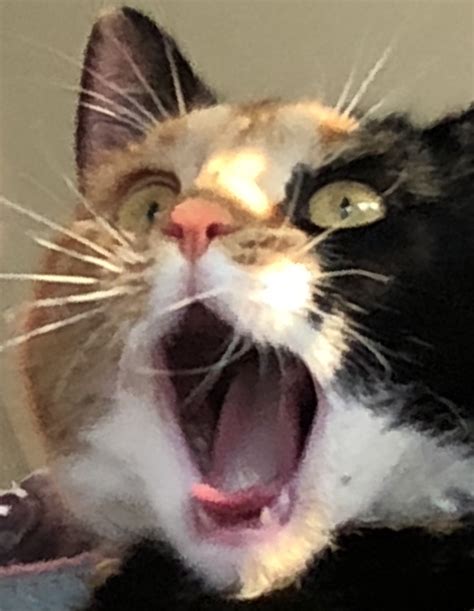 Shouting Cat Blank Template Imgflip