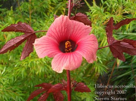 Enjoy the cool facts and fun trivia while learning more about plants. tropical plants pictures and names | Hawaiin Tropical ...
