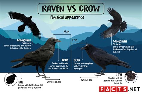 raven vs crow what s the difference