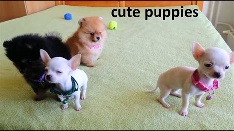 Spitz Group Compilation Cute Puppies Puppies For Sell YouTube