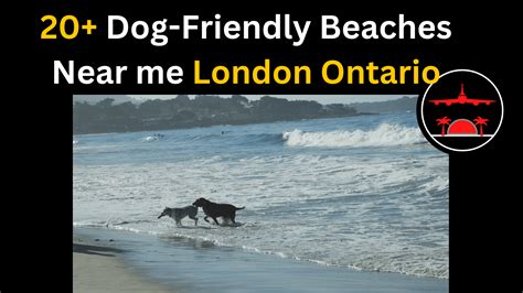 20 Dog Friendly Beaches Near Me Southwestern Ontario 2023