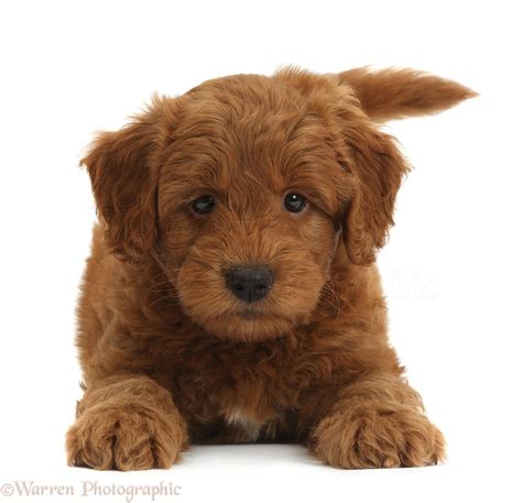 Standard ➕ mini goldendoodles 🏷 👉🏻 interested in a pup? Dog: Cute playful red F1b Goldendoodle puppy photo WP36750