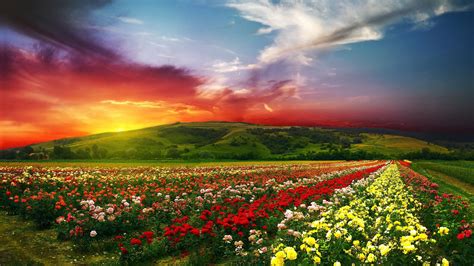 The Flowers Of The Garden Sky Striking Flowers Grand Finale 4k Wallpaper