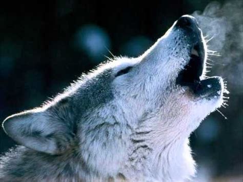 Howling Wolf Ringtone - YouTube