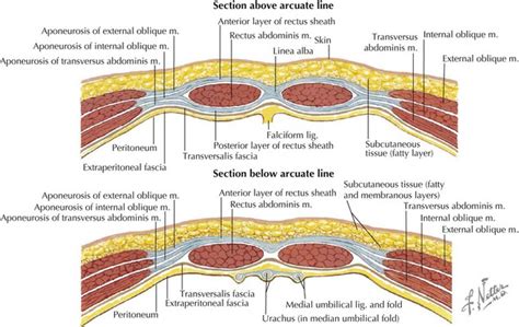 Cesarean Section Anatomy Layers Anatomical Charts And Posters