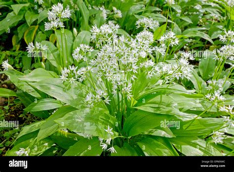 Wild Garlic Plants Growing In Woodlands Ayrshire Scotland Uk Stock