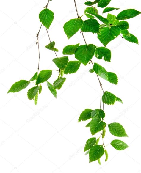 Branch Of Birch Trees With Young Leaves And Buds Stock Photo By