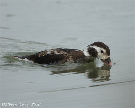 Long Tailed Duck By Steven Carey Birdguides