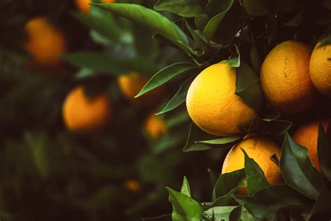 How To Plant Citrus Trees Step By Step Planting And Care Guide For