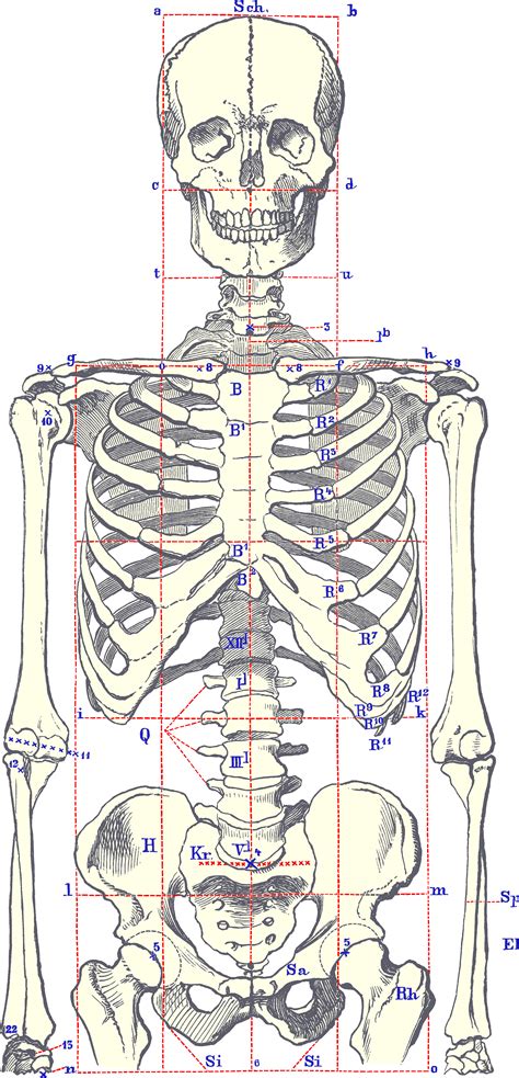 Human Pelvis Anatomical Diagram
