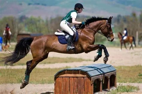 What Is A Horse Rider Called With Variations And Examples