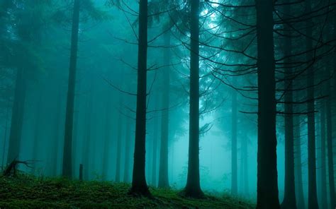 Blue Fog In The Forest Wallpapers And Images Wallpapers