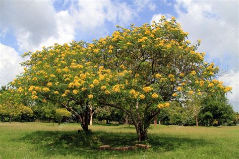Acacia De Flores Amarillas — Fotos De Stock © Shanin 38342435