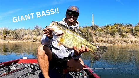 Giant Bass At Saguaro Lake Arizona Bass Fishing Youtube