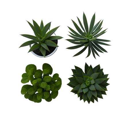 Potted Plant Top View Collection Set Of Potted Plants Top View On