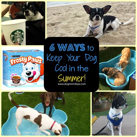 No matter how big or small it is, every engine has a cooling system. 6 Ways to Keep Your Dog Cool in the Summer - Dog Mom Days