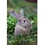 Cute Rabbit Baby Image  Wallpapers Share