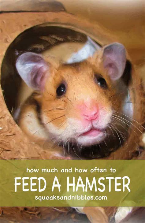 How Often Do I Feed My Hamster A Guide To Hamster Mealtimes