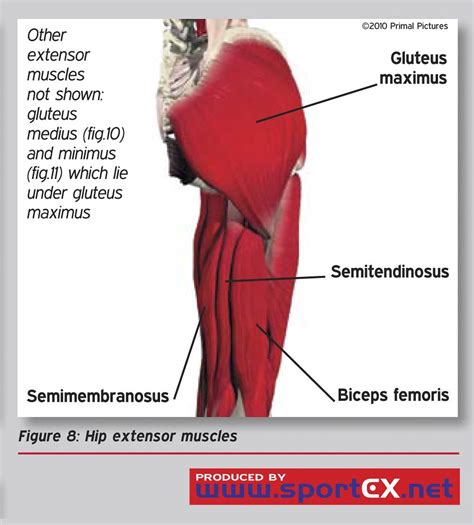 Typically the strain occurs near the point where the pulled muscle in the hip joins the connective. Hip extensor muscles | sportEX medicine 2011;47(Jan):7-11 ...