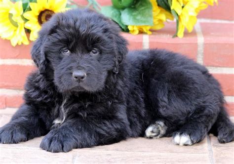 Newfoundland Puppies For Sale Puppy Adoption Keystone