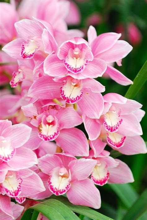 Dsc0022 Avec Images Fleur Orchidée Orchidée