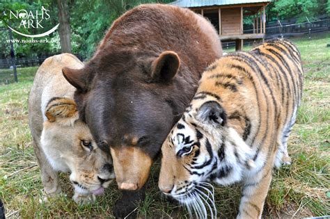 How A Bear Tiger And Lion Became Friends For Life