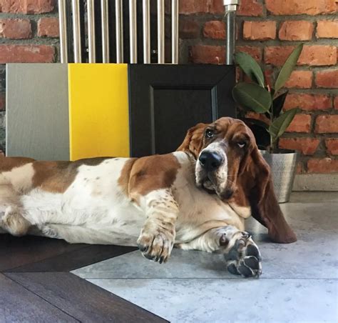 15 Reasons Basset Hounds Are Not The Friendly Doggies Everyone Says