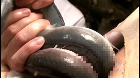Sws Extreme Fetish Series A Reference Guide On Eels And Vaginas Ii Jav Streaming Extreme