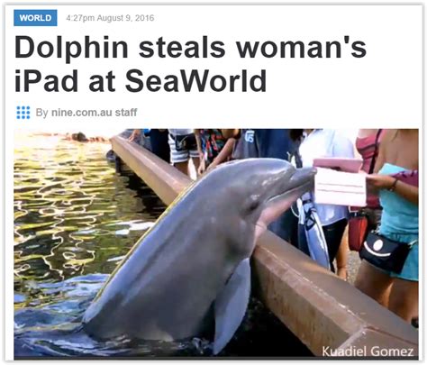 Dolphin Steals Womans Ipad At Seaworld Sea World Dolphins Sea Life