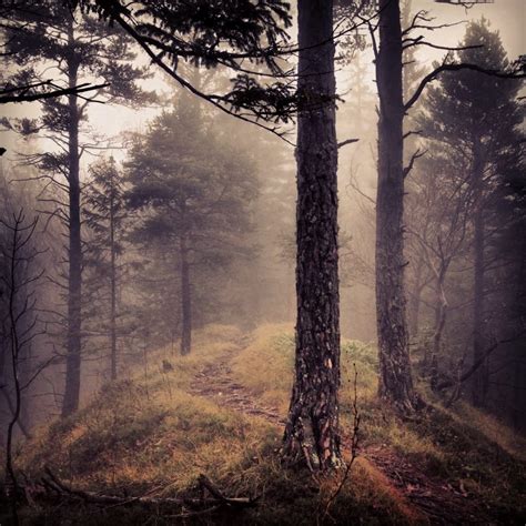 Foggy Forest Free Image Peakpx