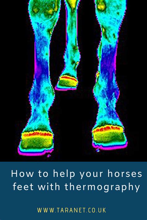 How To Help Your Horses Feet With Thermography Thermography Work