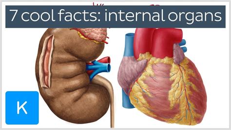 We did not find results for: Image Of Human Internal Organs | Body anatomy organs, Human body anatomy, Human body diagram