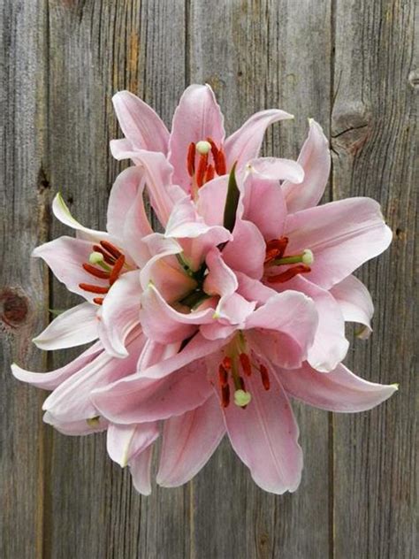 Wholesale Pink Oriental Lilies Delivered Online Flowerfarm