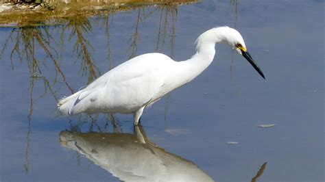 Area Watering Holes Wetlands Vital To Wading Birds