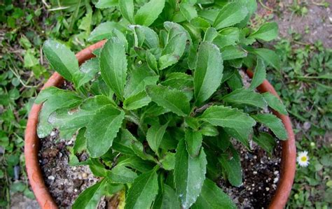 How To Grow Stevia From Cuttings Slick Garden