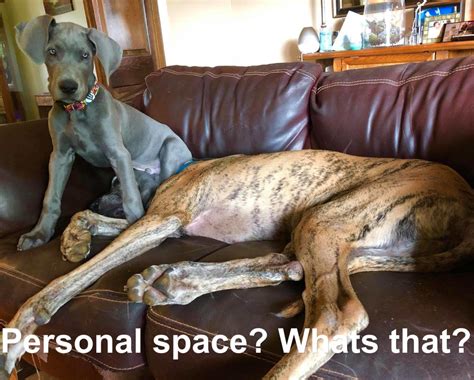 Check spelling or type a new query. 40+ Funny Great Dane Dog Memes of All Time | Page 5 of 9 ...