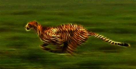 Running Cheetah By Megaossa On Deviantart