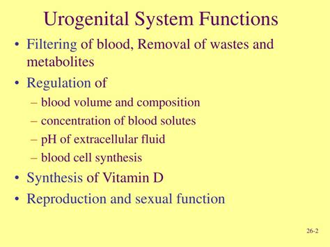 Ppt Human Urogenital System Powerpoint Presentation Free Download