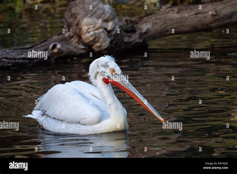 Dalmatian Pelican Floating On Water Pelecanus Crispus Stock Photo Alamy