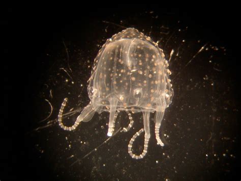 A Juvenile Irukandji Jellyfish Carukia Barnesi That Periodically