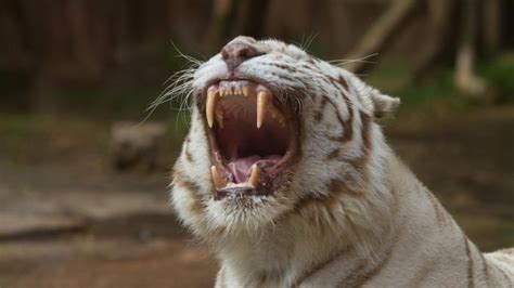 Что едят белые тигры