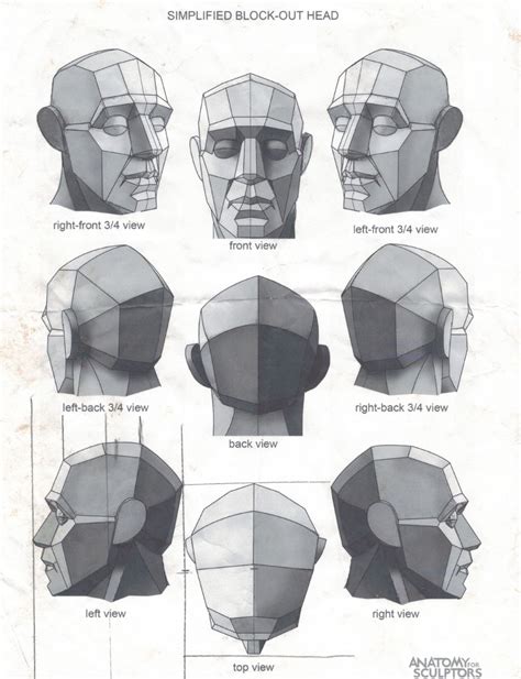 Head Anatomy Human Anatomy Drawing Face Drawing Reference Art