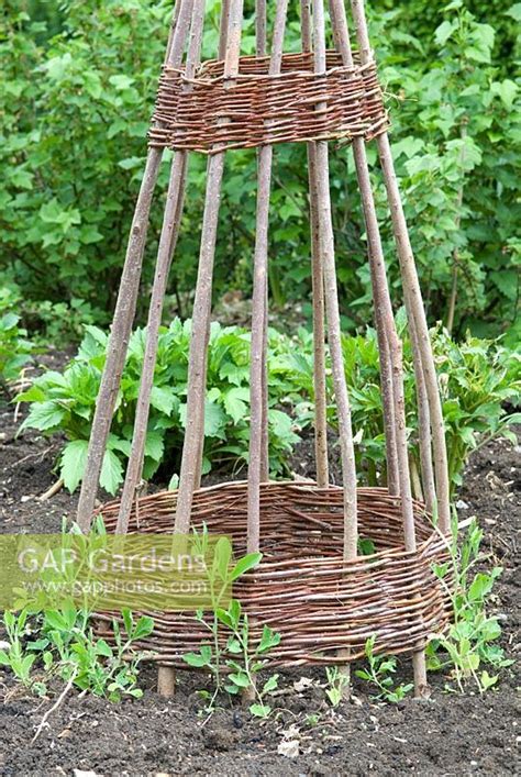 Gap Gardens Willow Wigwams With Newly Planted Lathyrus Sweet Peas