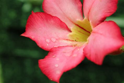 Pink Flower 3 Free Stock Photo Public Domain Pictures