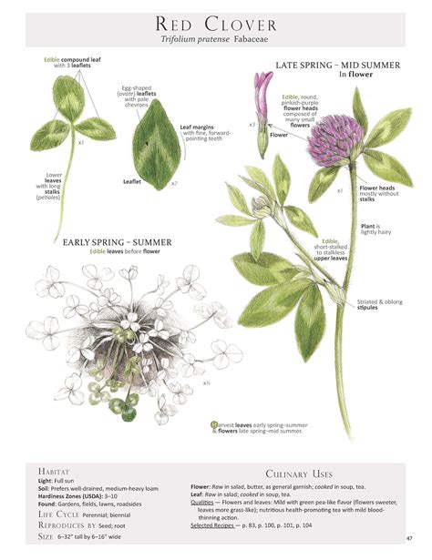 Red Clover — Foraging And Feasting Medicinal Plants Edible Wild