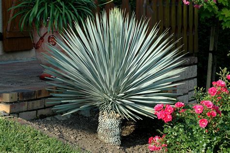 Quality Yucca Rostrata Desert Plants At Low Price West Coast Trees