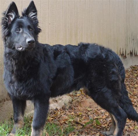 Type Of Shepherd German Shepherd Dog Forums