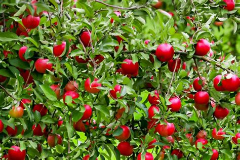 11 Dwarf Fruit Trees You Can Grow In Small Yards