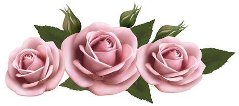 Rose Flower Beautiful Transparent Pink Roses