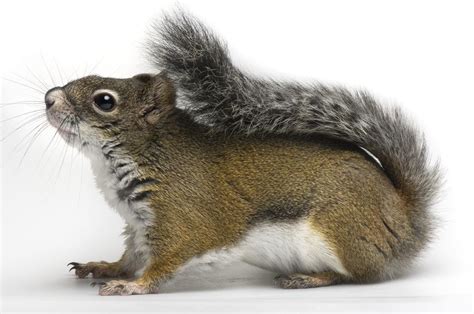 An Endangered Mount Graham Red Squirrel Photograph By Joel Sartore